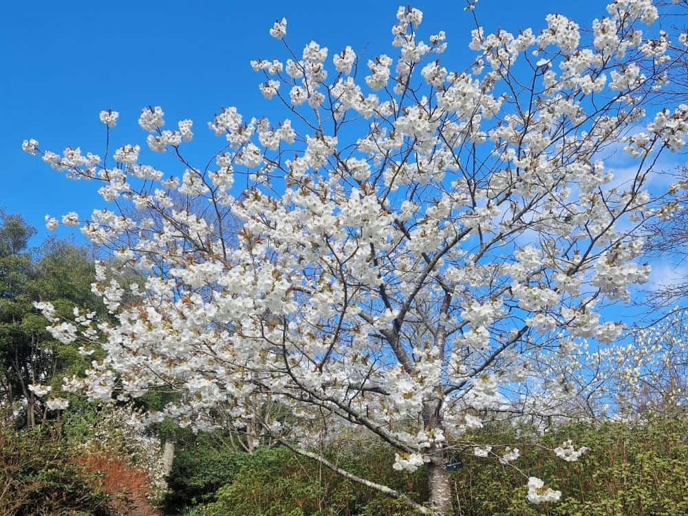 Pale lilac winter heather starting to flower at Furzey Gardens