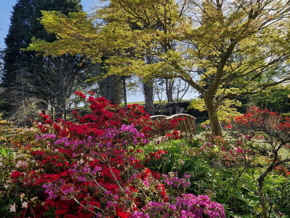 Freshly pruned stalk of a Mophead Hydrangea plant.