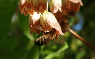 Where spring colour meets pollinators