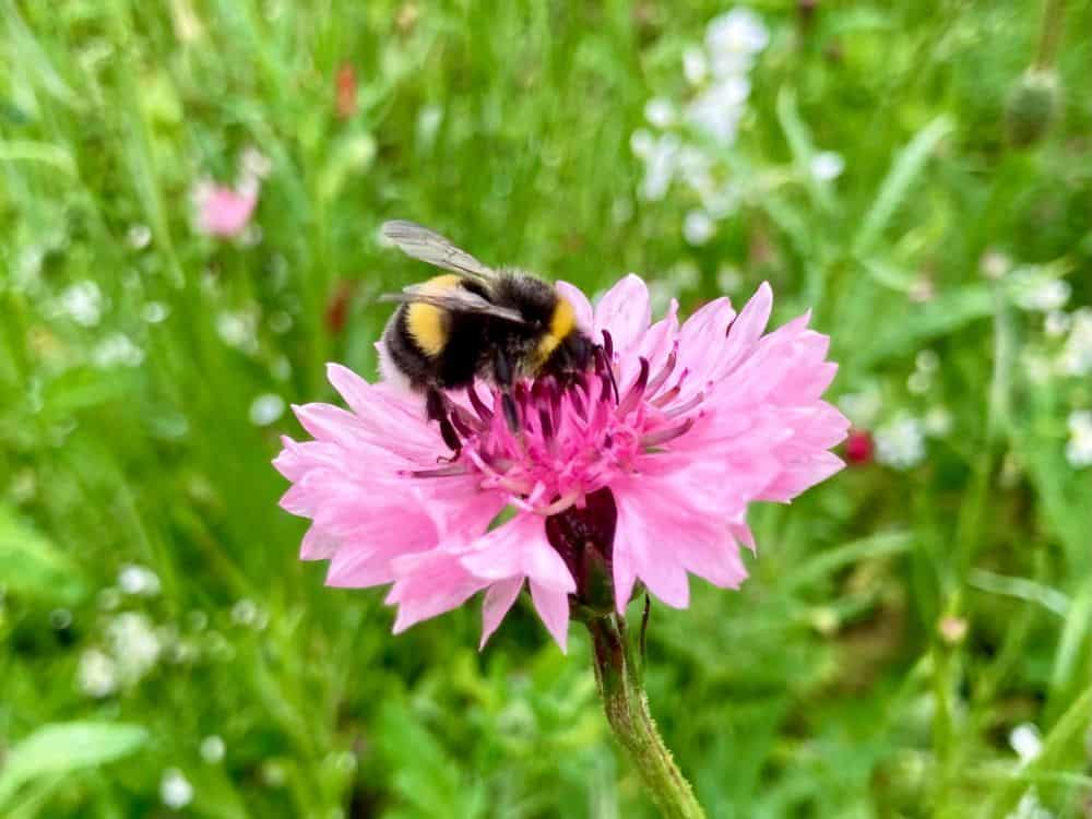 Young man in green top standing in front of hatched structure at Furzey Gardens. 
