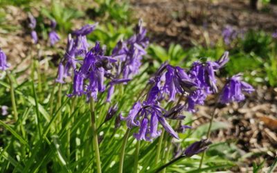 Gardening tips and advice April