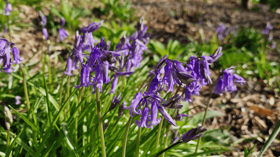 Gardening tips and advice April