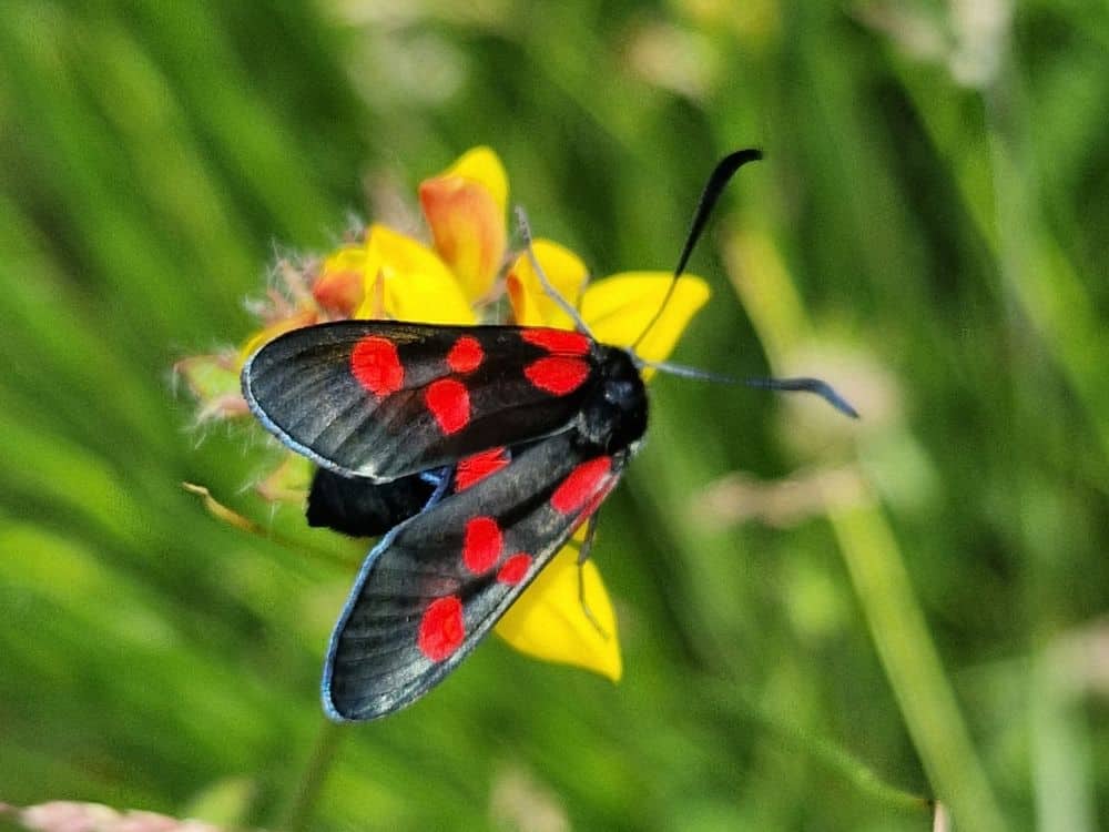 Young man in green top standing in front of hatched structure at Furzey Gardens. 