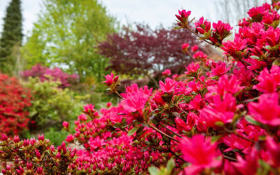 4 spring garden highlights