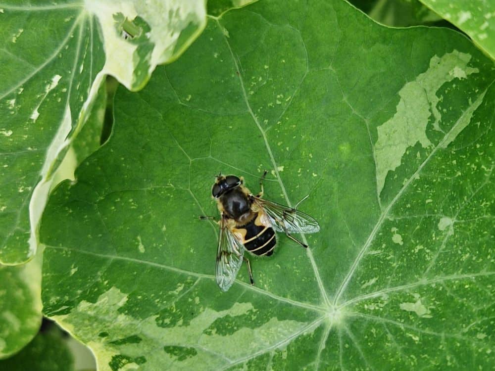 Young man in green top standing in front of hatched structure at Furzey Gardens. 