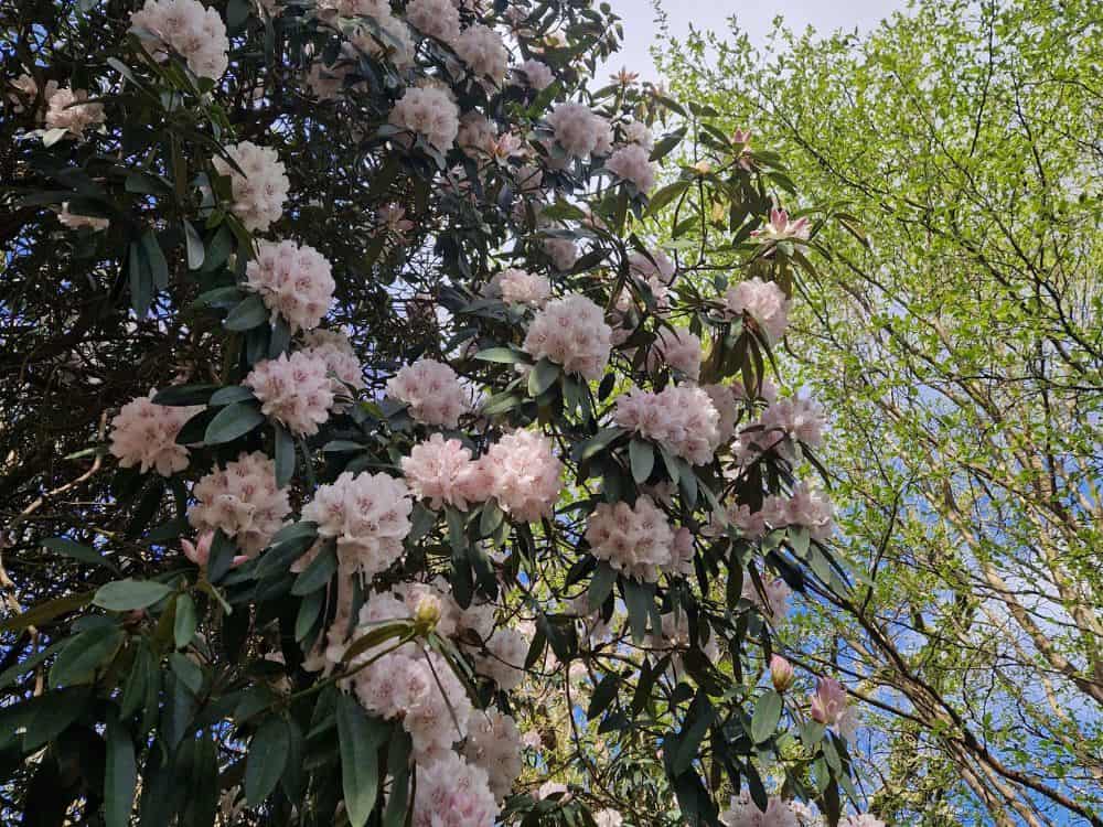 Young gardener, bending down to remove the dried leaves covering new growth of Gunnera plants