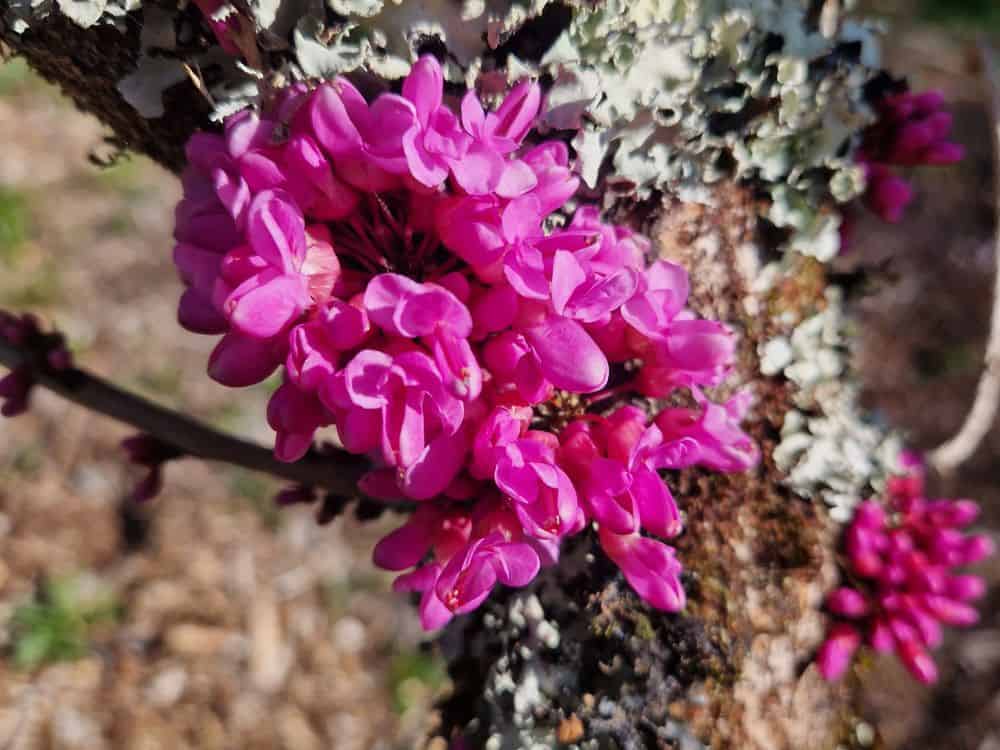 Large pale pink flowers of Rhododendron Irrorata