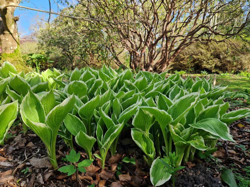 Yellow bell like flowers of the corylopsis plant.