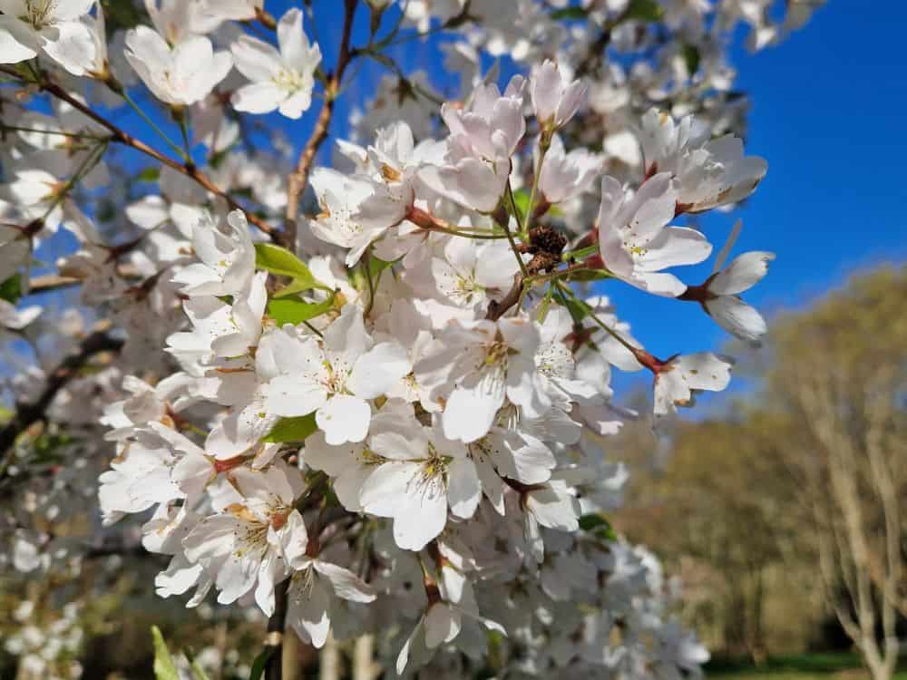 Young gardener, bending down to remove the dried leaves covering new growth of Gunnera plants