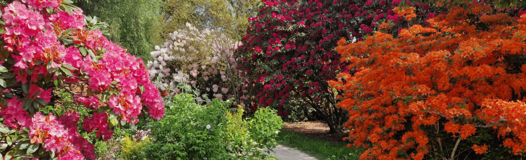 4 spring garden highlights - Furzey Gardens