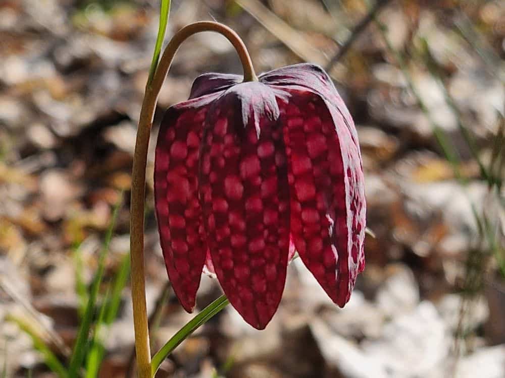 Pale lilac winter heather starting to flower at Furzey Gardens