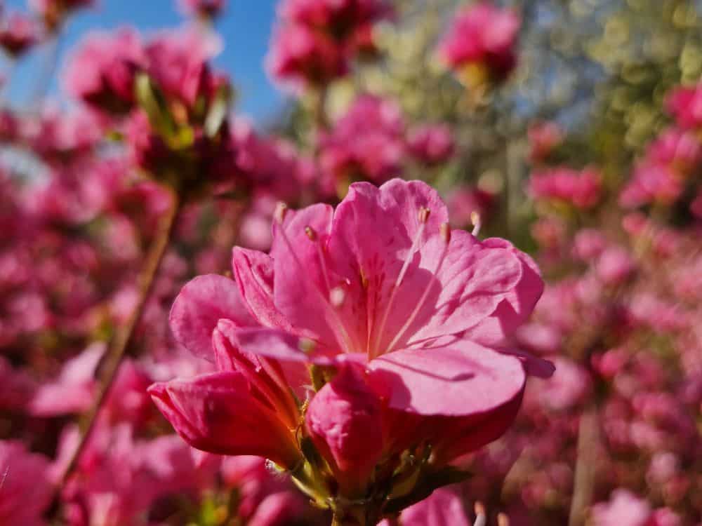 Delicate white flowers of snowdrops