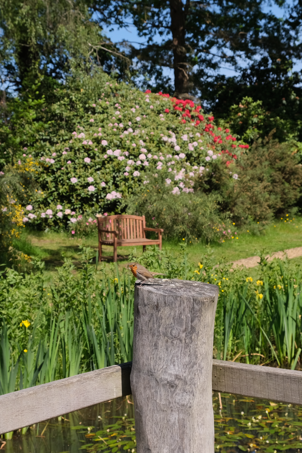 Bench surrounded by flowers. Robin on the post in the foreground