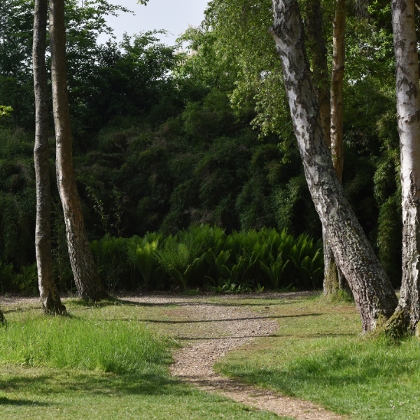 Path winding around trees