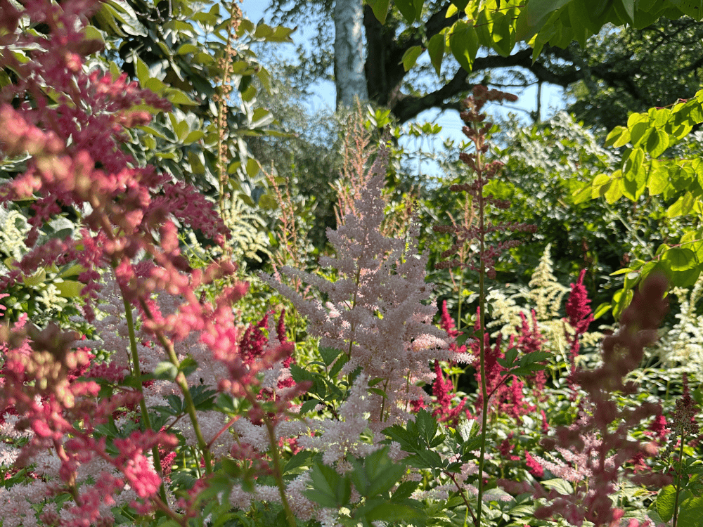 Large rhodododren tree with big green leaves and bold pink blooms hang over a woodland path