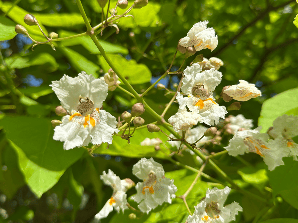 Large rhodododren tree with big green leaves and bold pink blooms hang over a woodland path