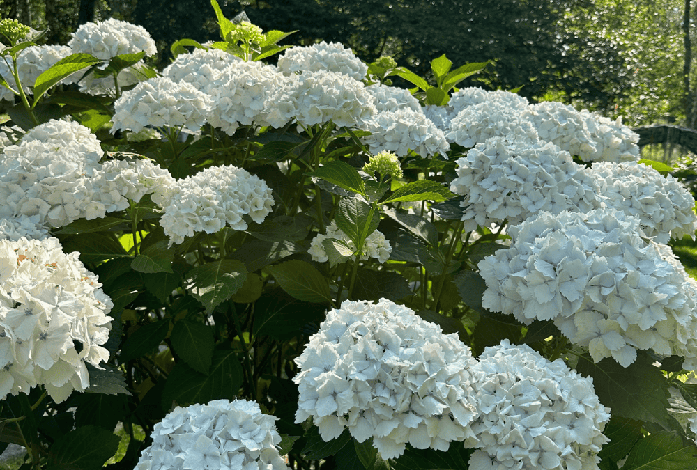 July at Furzey Gardens