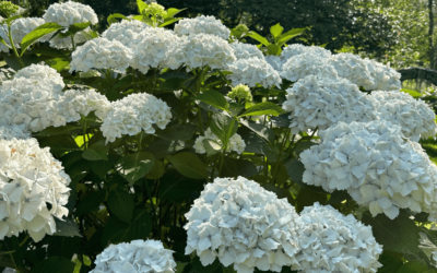 July at Furzey Gardens