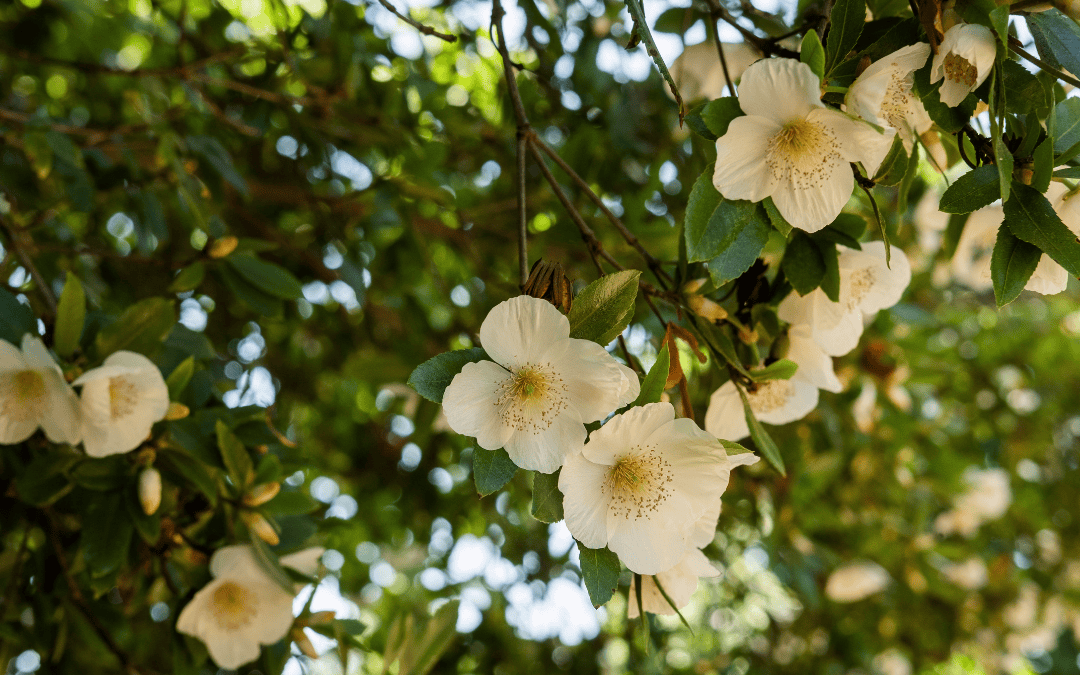 August – Savouring Summer’s Shift