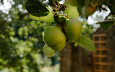 Apple Day returns to Furzey Gardens for fifth year 