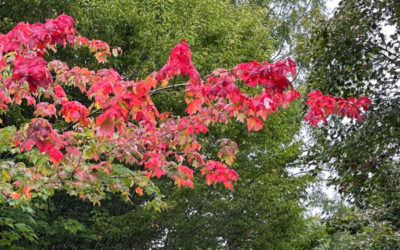 October in the garden: A little autumn wandering 